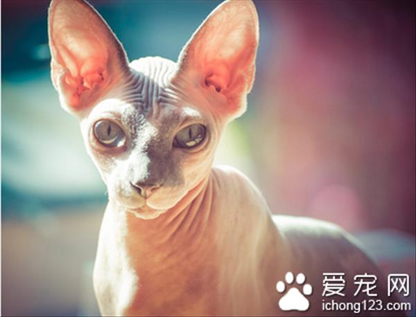 斯芬克斯猫图片 如何挑选斯芬克斯猫